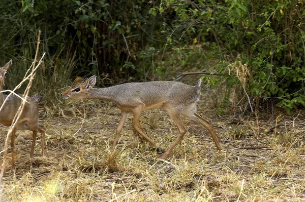 Dik Dik De Kirk madoqua kirkii — Stockfoto