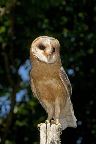 CHOUETTE EFFRAIE tyto alba — Fotografie, imagine de stoc