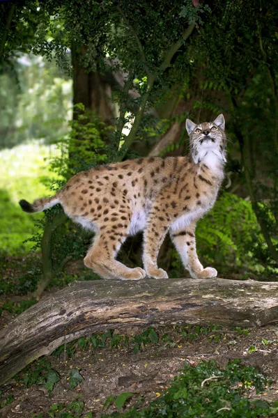 Lynx Boreal felis lynx — Stockfoto