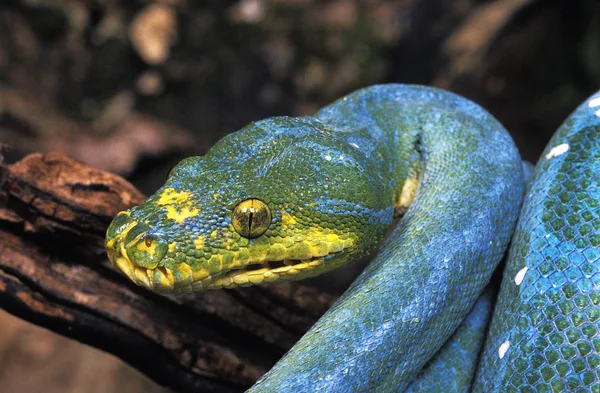 Python Vert morelia viridis — Stock Fotó