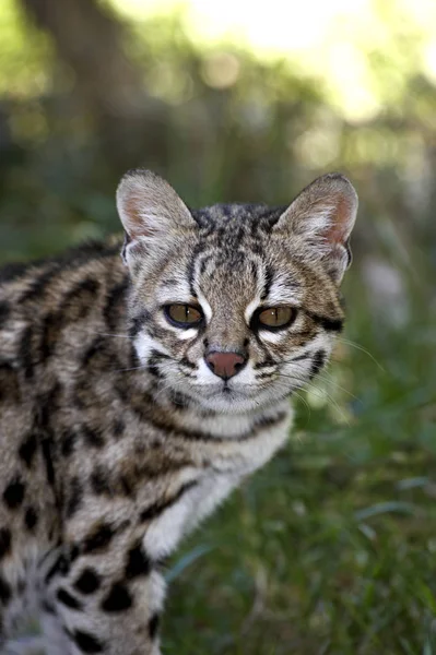 Oncille leopardus tigrinus — 图库照片