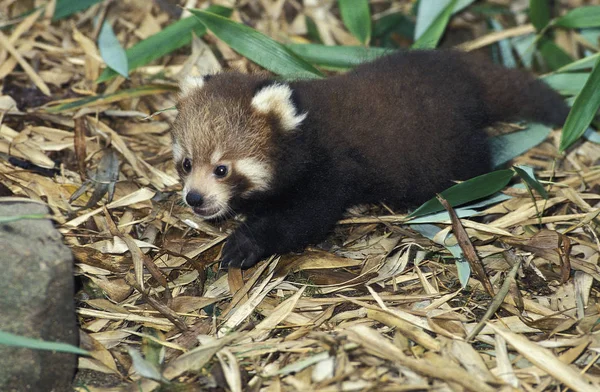 Petit Panda ailurus fulgens — Foto Stock