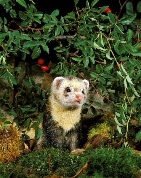 Putois mustela putorius — Foto de Stock