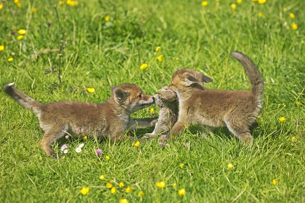 Renard Roux vulpes vulpes — Stok fotoğraf