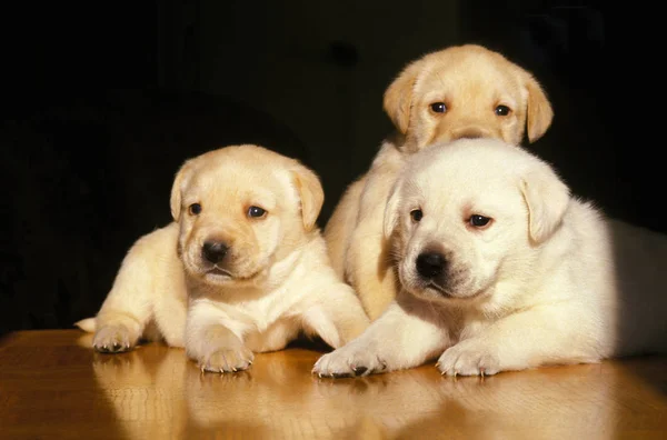 Labrador — Stockfoto