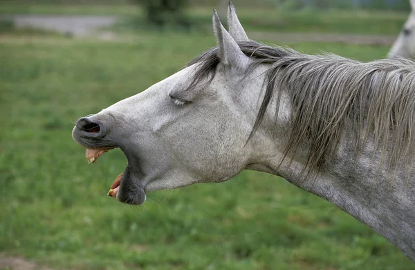 Lipizzaner — Stockfoto