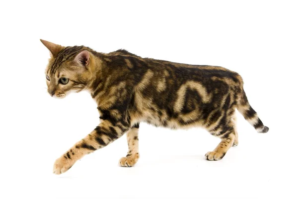 BENGAL MARBLED TABBY — Foto Stock