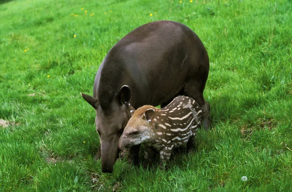 TAPIR DU BRESIL tapirus terrestris — Stock Image TAPIR DU BRESIL tapirus terrestris Royalty Free Stock Images