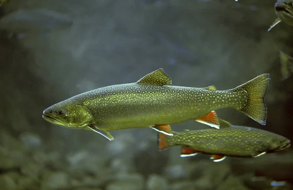 OMBLE CHEVALIER salvelinus alpinus — Stock Image OMBLE CHEVALIER salvelinus alpinus Stock Picture