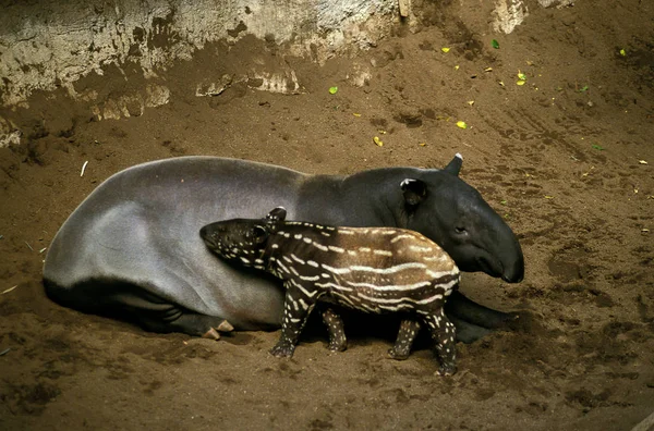 TAPIR DE MALAISIE tapirus indicus — Stock Image TAPIR DE MALAISIE tapirus indicus Stock Picture