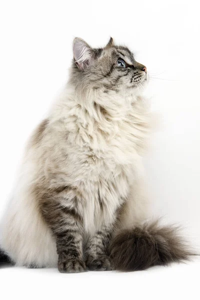 303 Seal Tabby Point With White Siberian Cat Stock Photos Images Download Seal Tabby Point With White Siberian Cat Pictures On Depositphotos