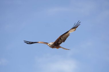 Milano Kraliyet Milvus Milvus