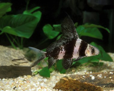 İmparator De Chine Myxocyprinus asiaticus