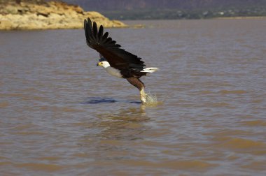 Aigle Pecheur D 'Afrique haliaeetus vocifer