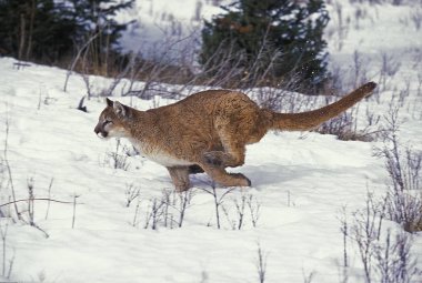 Puma puma concolor