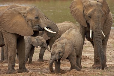 Fil D 'Afrique Loxodonta Africana