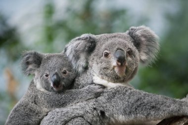 Koala phascolarctos cinereus