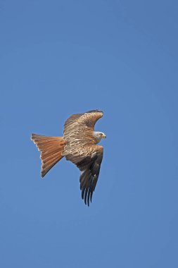 Milano Kraliyet Milvus Milvus