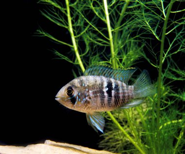 Acara Bleu bir kazıcı.