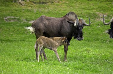 Gnou A kuyruk Blanche connochaetes gnou