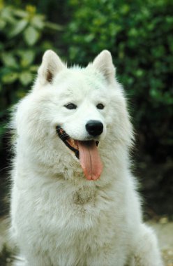 Samoyede