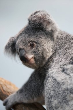 Koala phascolarctos cinereus