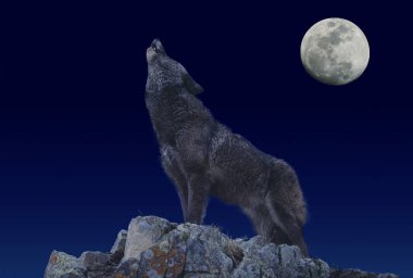 Loup D 'Europe köpek lupus