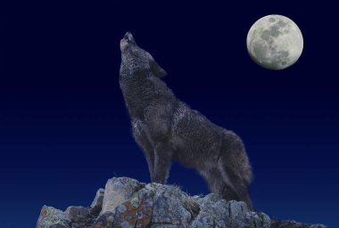 LOUP D'EUROPE canis lupus clipart