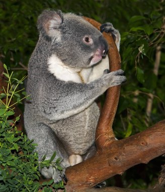 Koala phascolarctos cinereus