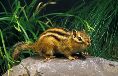 Ecureuil De Coree eutamia sibericus