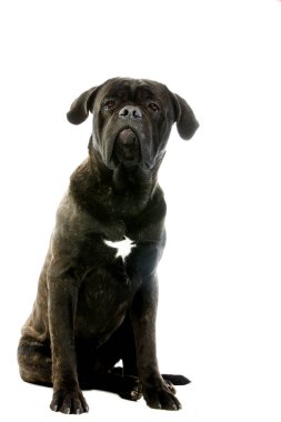 Cane corso
