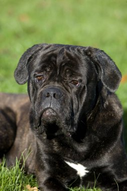 Cane corso