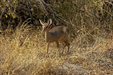 Dik Dik De Kirk madoqua kirkii
