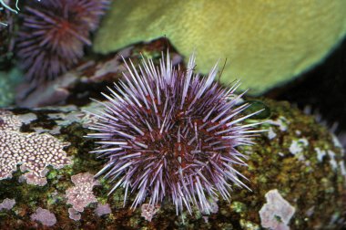 Violet strong ylocentrotus purpuratus