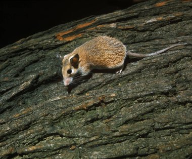 Souris Epineuse acomy dimidiatus