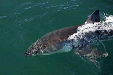 Büyük Requin Blanc carcharodon carcharias