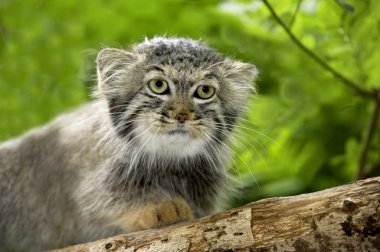 Manul otocolobus manul