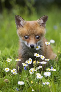 Renard Roux vulpes vulpes