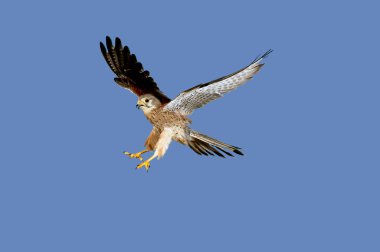 Faucon Crecerelle Falco tinnunculus