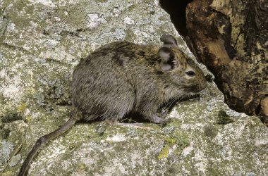 OCTODON octodon degus