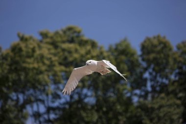 Chouette Harfang nyctea skandiaca