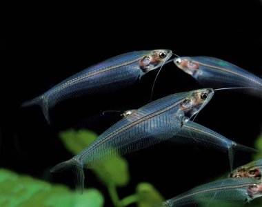 Silure De Verre Kryptopterus bicirrhis