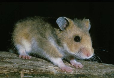 Hamster Dore mezozetus auratus