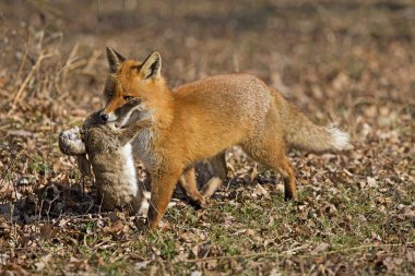 Renard Roux vulpes vulpes
