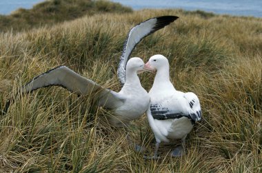Albatros Royal diomedea epomophora