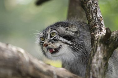 Manul otocolobus manul