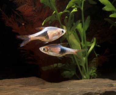 Rasbora Arlequin rasbora heteromorpha