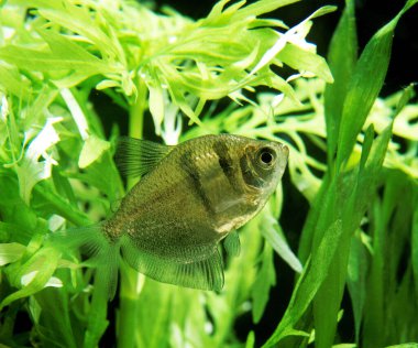 Tetra Noir gymnocorymbus ternetzi