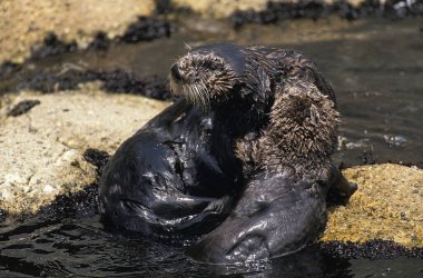 Loutre De Mer enhydra lutris