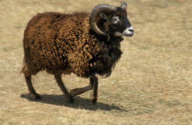 Mouton De Soay